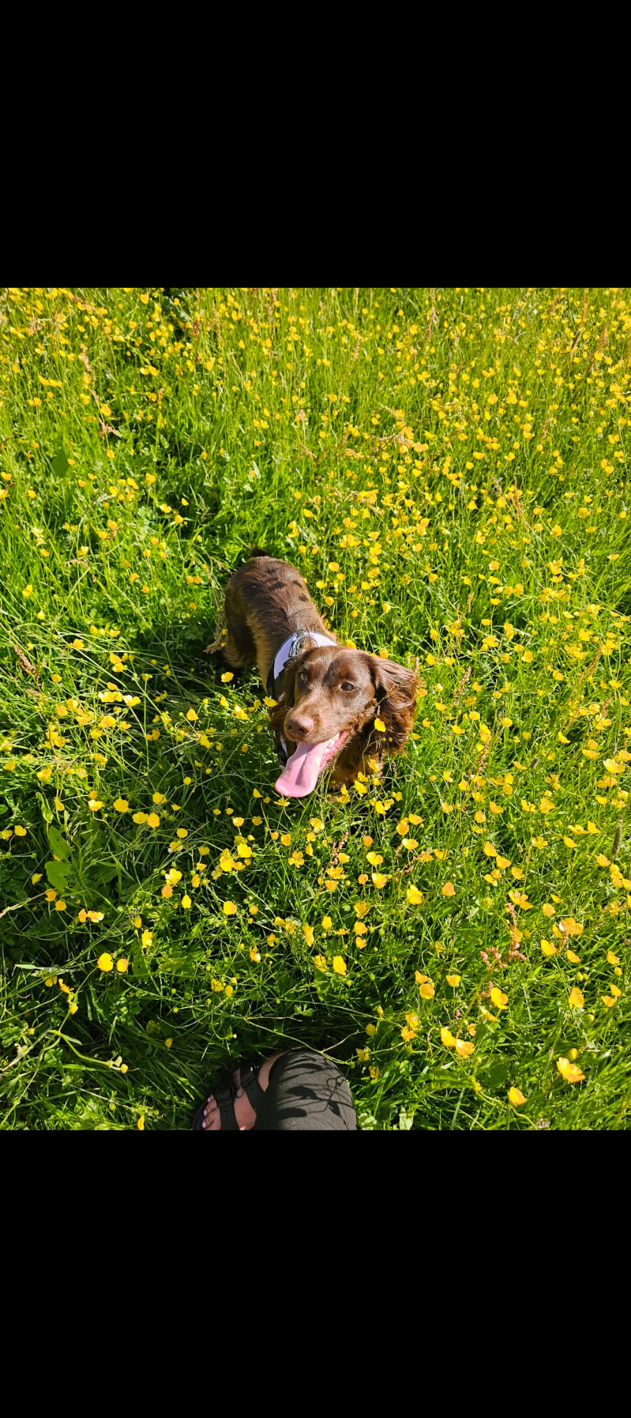Happy dog in a field of yellow flowers