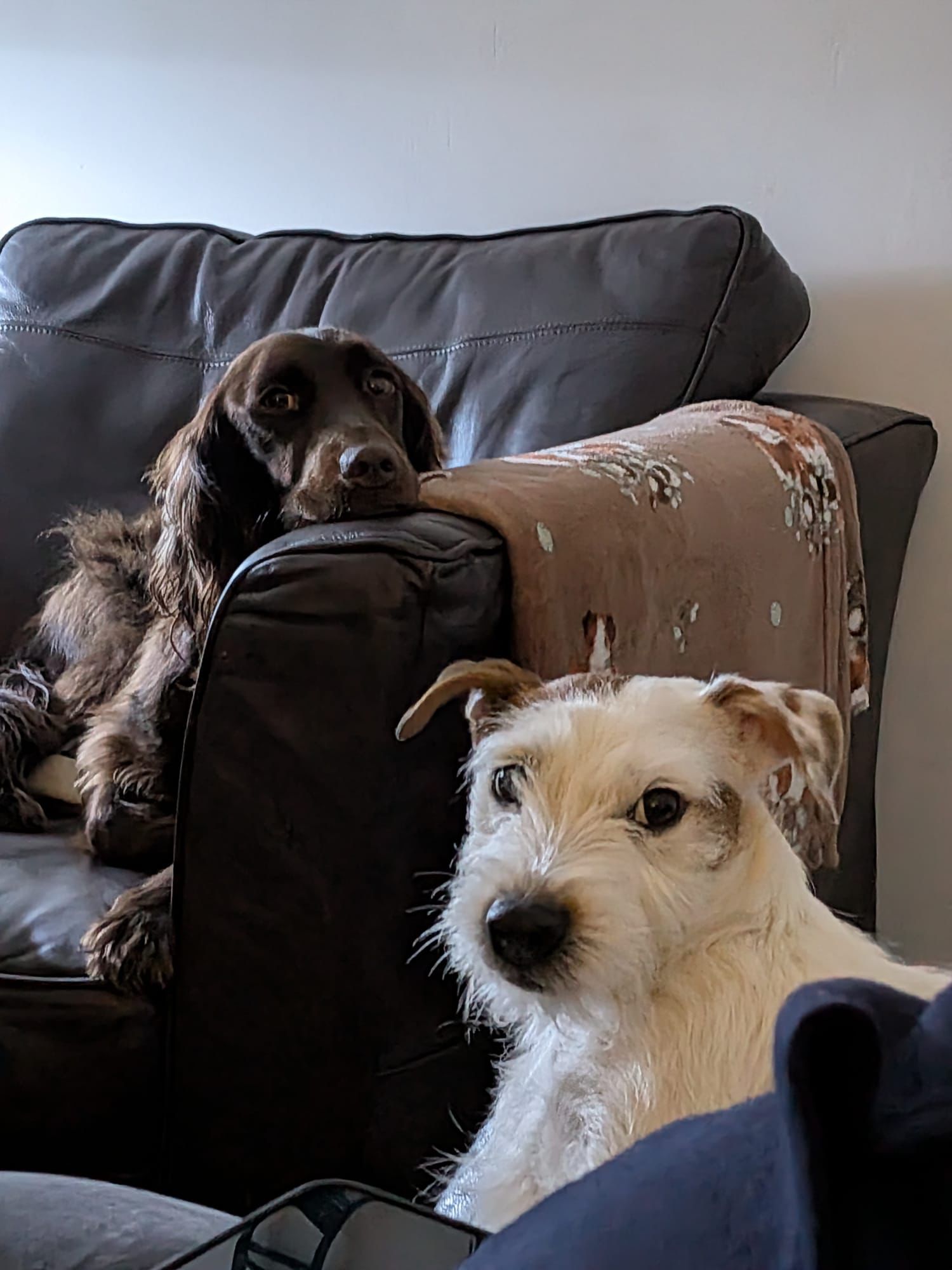 Two dogs relaxing on a sofa